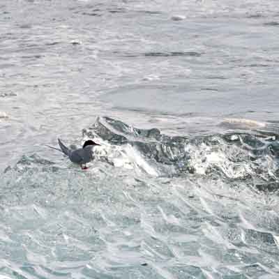J&ouml;kuls&aacute;rl&oacute;n Seeschwalbe auf Eisblock